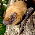 Noctule Bat