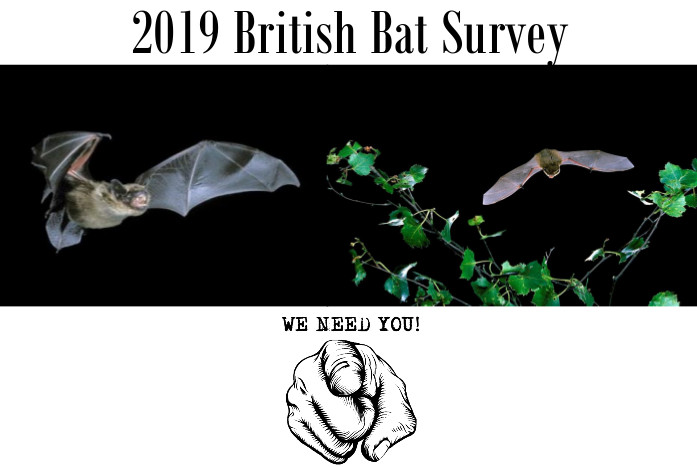 British Bat Survey 2019