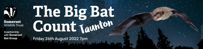 Big Bat Count Taunton 2022